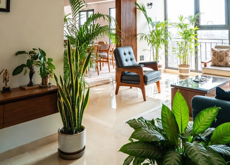 Best Indoor Plants