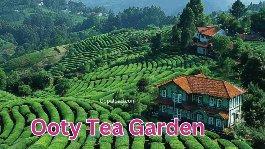 Ooty Tea Garden